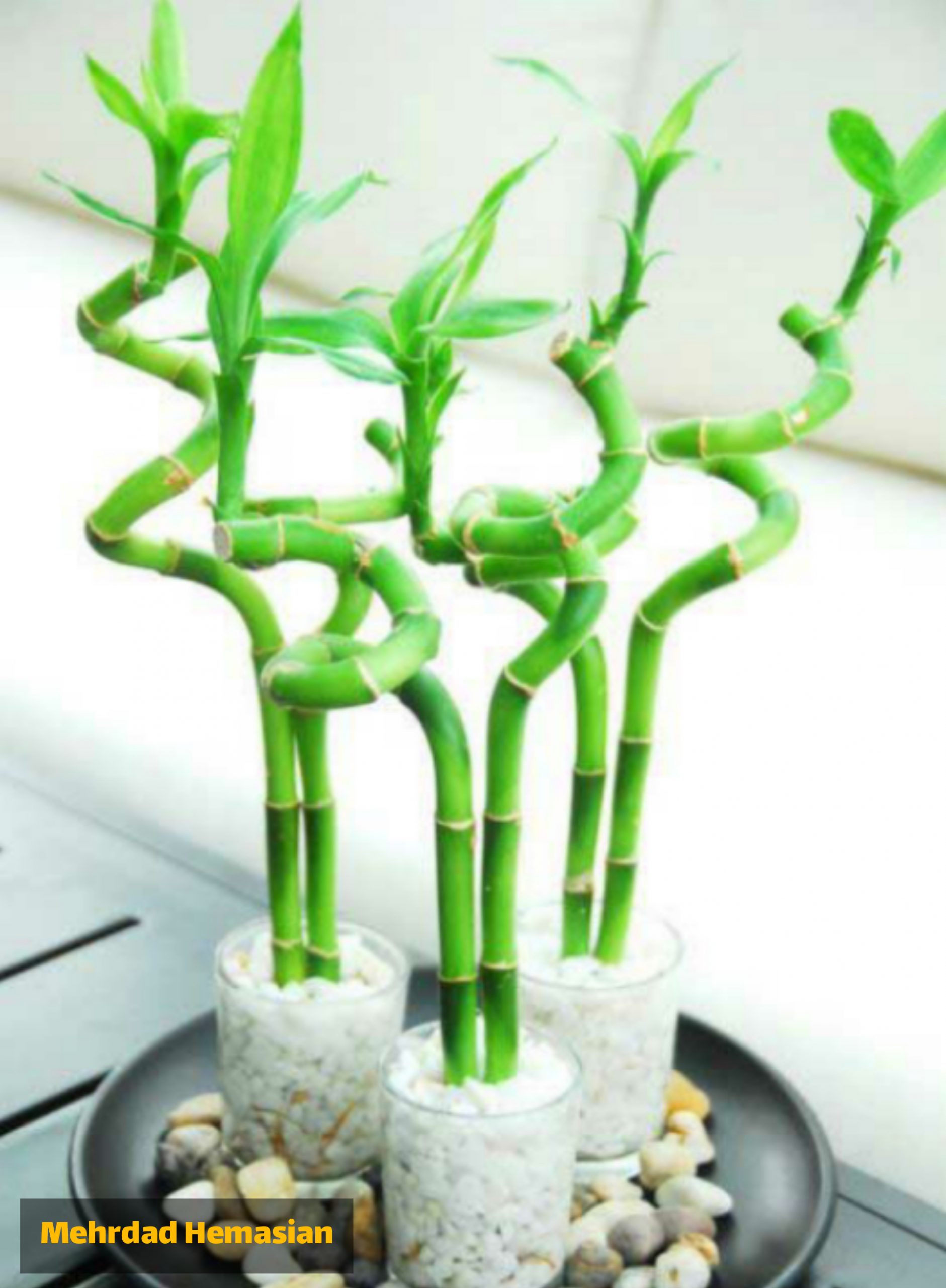 Bamboo plant suitable for home interior decoration